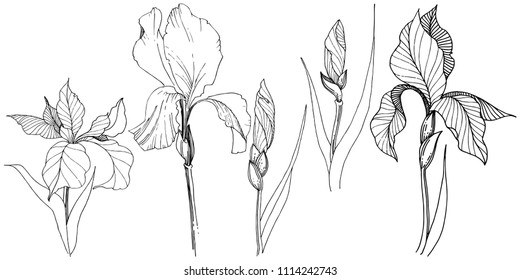 Irises in a vector style isolated. Full name of the plant: iris. Vector flower for background, texture, wrapper pattern, frame or border.