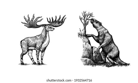 Irish Elk Or Giant Deer And Ground Sloth Or Megatheriidae And Great Horn. Prehistoric Mammals. Extinct Animal. Vintage Retro Vector Illustration. Doodle Style. Hand Drawn Engraved Sketch