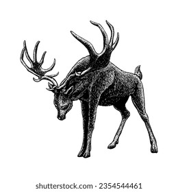 Irish Elk hand drawing vector isolated on white background.