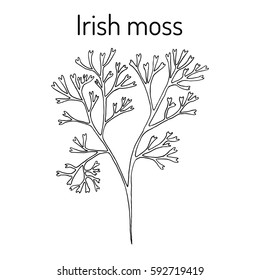 Irish Moss (Chondrus Crispus), Red Algae. Hand Drawn Botanical Vector Illustration