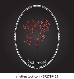 Irish moss (Chondrus crispus), red alga. Hand drawn botanical vector illustration