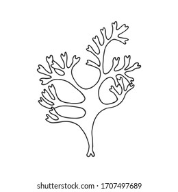 Irish Moss. Karagen algae. Vector stock illustration eps 10. hand drawing. out line