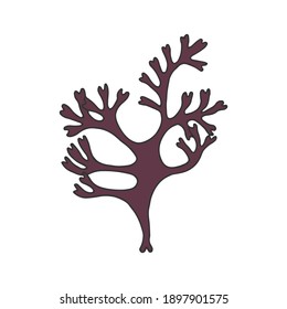Irish Moss. Karagen algae. Vector stock illustration eps 10. hand drawing. 