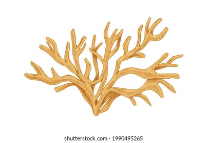 Irish sea moss or Carrageen. Underwater edible seaweed. Natural undersea alga. Botanical drawing of aquatic plant. Realistic hand-drawn vector illustration isolated on white background