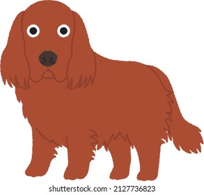 The Irish Setter is a setter, a breed of gundog, and family dog. The term Irish Setter is commonly used to encompass the show-bred dog.