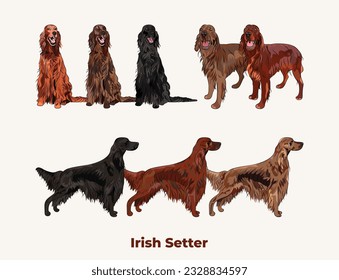 Irish setter colors. Popular coat colors. Cute dogs characters in various poses, design for print, adorable and cute cartoon vector set. Dog Drawing collection set. Tri-color fur standard color dog.