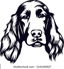 Irish Setter dog breed pet