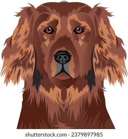 Irish Setter Dog Face isolated vector illustration