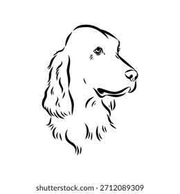 Setter irlandés, perro, ilustración de boceto de Vector