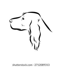 Setter irlandés, perro, ilustración de boceto de Vector