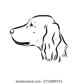Irish Setter, dog, vector sketch illustration