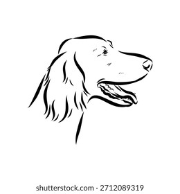 Irish Setter, dog, vector sketch illustration
