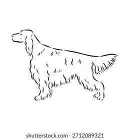 Setter irlandés, perro, ilustración de boceto de Vector