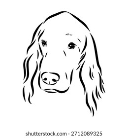 Setter irlandés, perro, ilustración de boceto de Vector