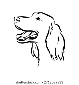 Irish Setter, dog, vector sketch illustration