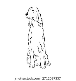 Setter irlandés, perro, ilustración de boceto de Vector