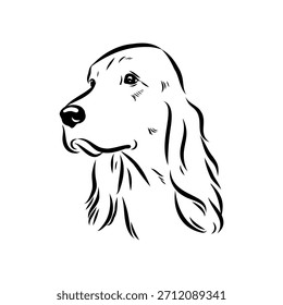 Irish Setter, Hund, Vektorskizze