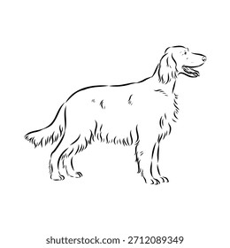 Setter irlandés, perro, ilustración de boceto de Vector