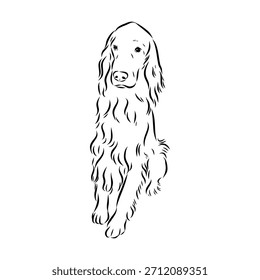 Irish Setter, dog, vector sketch illustration