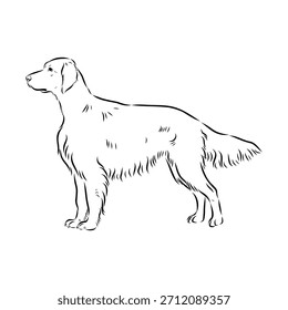 Irish Setter, dog, vector sketch illustration