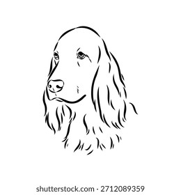 Irish Setter, dog, vector sketch illustration