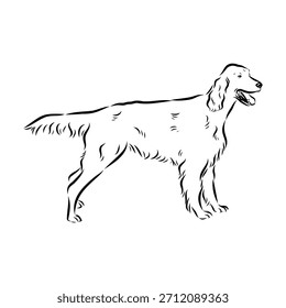 Irish Setter, dog, vector sketch illustration