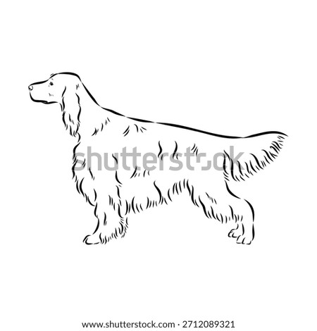 Irish Setter, dog, vector sketch illustration