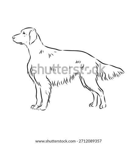 Irish Setter, dog, vector sketch illustration