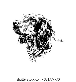 Irish setter. Vector sketch
