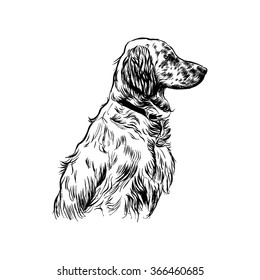 Irish setter. Vector sketch