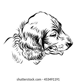 Irish setter. Vector sketch
