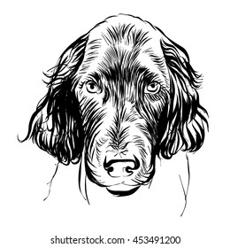 Irish setter. Vector sketch
