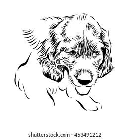 Irish setter. Vector sketch
