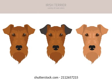 Irish terrier clipart. Different poses, coat colors set.  Vector illustration