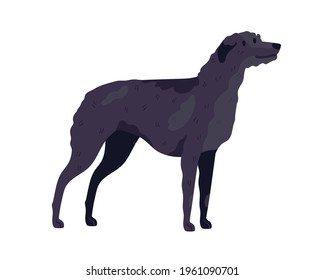 Irish Wolfhound breed. Guard or hunting dog. Tall doggy standing on white background. Realistic purebred wolf hound. Isolated flat vector illustration