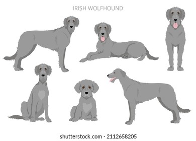 Irish wolfhound clipart. Different poses, coat colors set.  Vector illustration