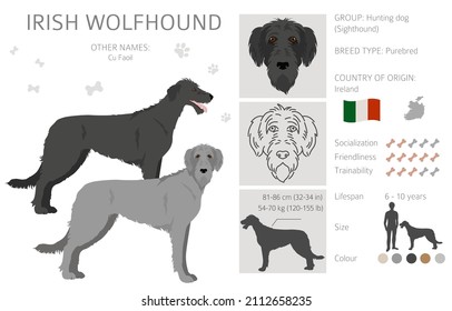 Irish wolfhound clipart. Different poses, coat colors set.  Vector illustration