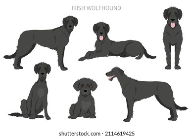 Irish wolfhound clipart. Different poses, coat colors set.  Vector illustration