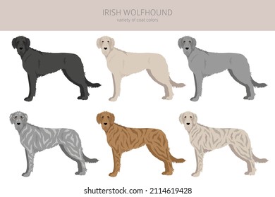 Irish wolfhound clipart. Different poses, coat colors set.  Vector illustration