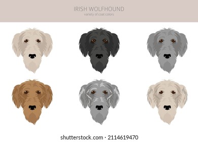 Irish wolfhound clipart. Different poses, coat colors set.  Vector illustration