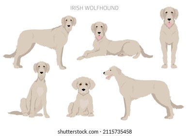 Irish wolfhound clipart. Different poses, coat colors set.  Vector illustration