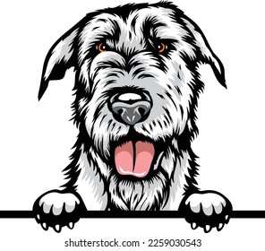 Irish Wolfhound Color Peeking Dogs. Color image of a dogs head isolated on a white background. Dog portrait, Vector illustration