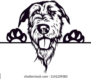 Irish Wolfhound dog breed pet 