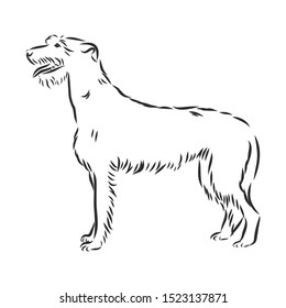 Irish wolfhound dog sketch, contour vector illustration 
