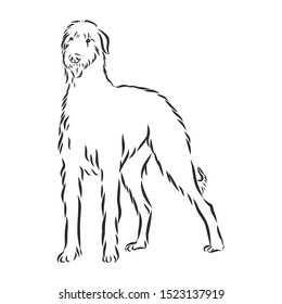 Irish wolfhound dog sketch, contour vector illustration 