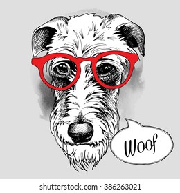 Irish Wolfhound portrait in a glasses. Vector illustration.