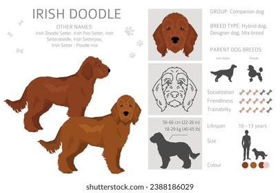 Irishdoodle clipart. Irish Setter Poodle mix. Different coat colors set.  Vector illustration