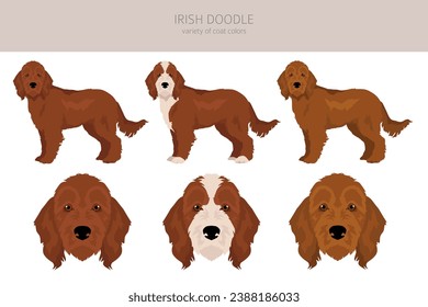 Irishdoodle clipart. Irish Setter Poodle mix. Different coat colors set.  Vector illustration