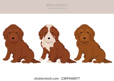 Irishdoodle clipart. Irish Setter Poodle mix. Different coat colors set.  Vector illustration