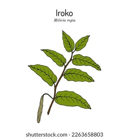 Iroko (Milicia regia), medicinal plant. Hand drawn botanical vector illustration